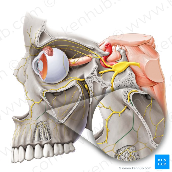 Nervo alveolar superior anterior (Nervus alveolaris superior anterior); Imagem: Paul Kim