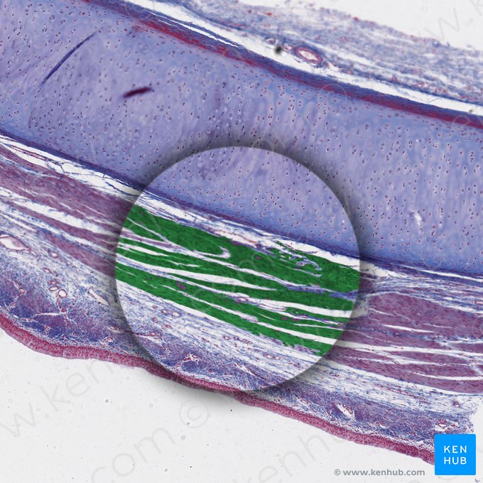 Músculo liso (Textus muscularis levis); Imagen: 