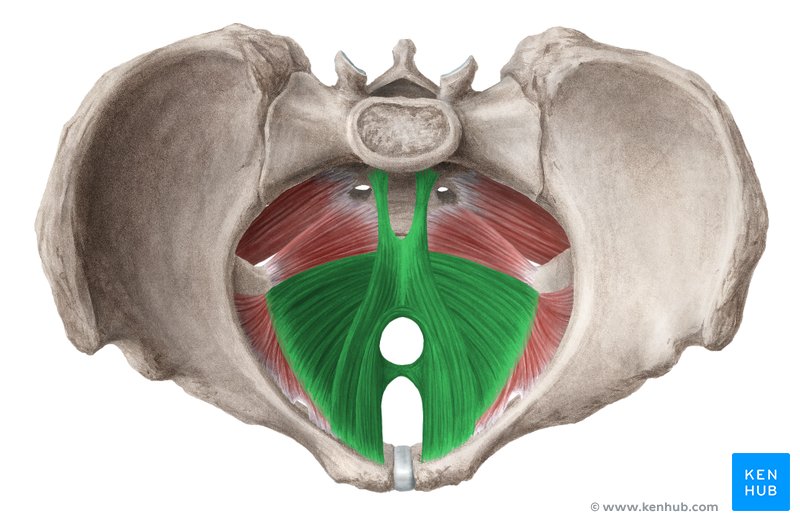 Levator ani muscle (Musculus levator ani)