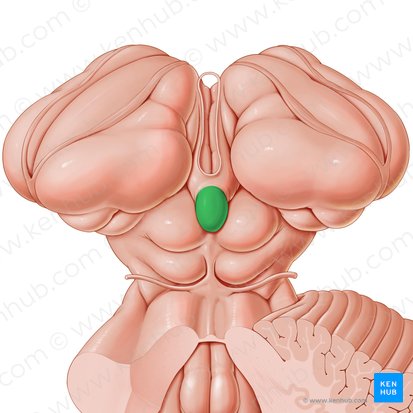 Pineal gland (Glandula pinealis); Image: Paul Kim