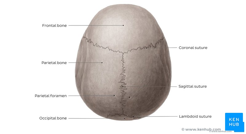 Skull - superior view