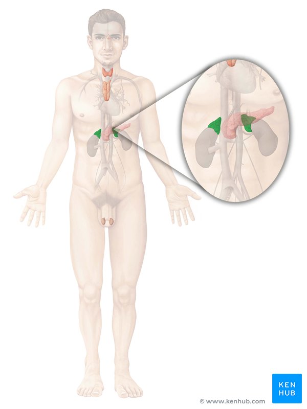 Adrenal gland