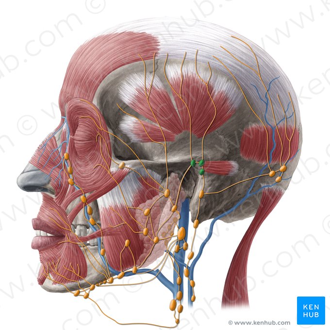 Mastoid lymph nodes (Nodi lymphoidei mastoidei); Image: Yousun Koh