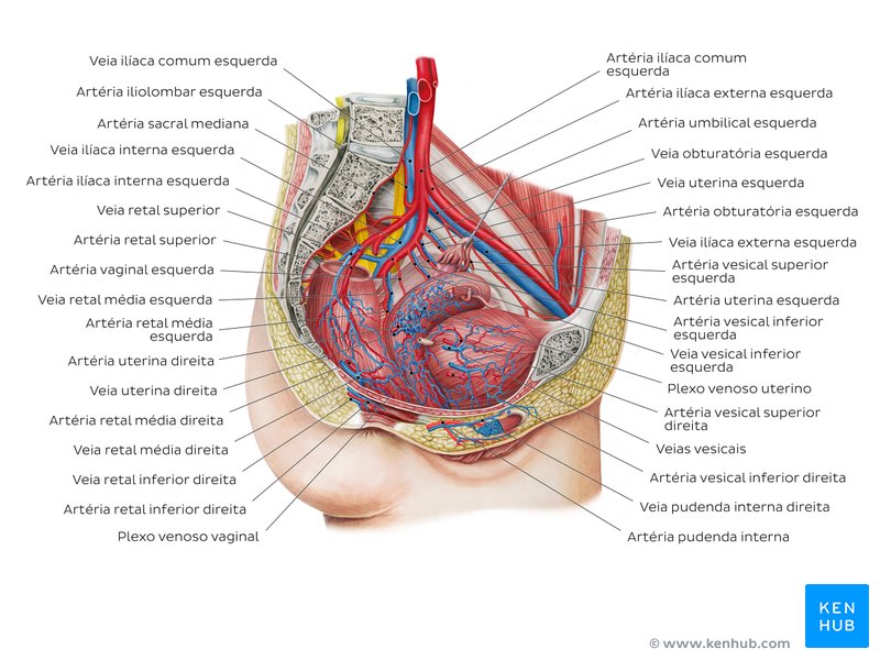 Vascularização da pelve feminina - um diagrama