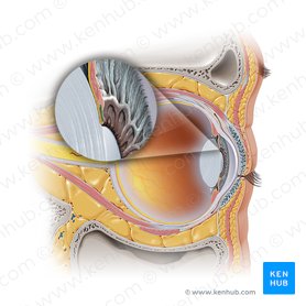 Músculo esfínter de la pupila (Musculus sphincter pupillae iridis); Imagen: Paul Kim