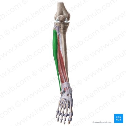 Músculo fibular longo (Musculus fibularis longus); Imagem: Liene Znotina