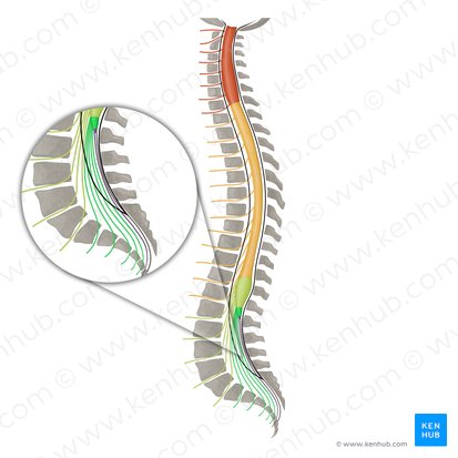 Nervios espinales S1 - S5 (Nervi spinales S1-S5); Imagen: Irina Münstermann
