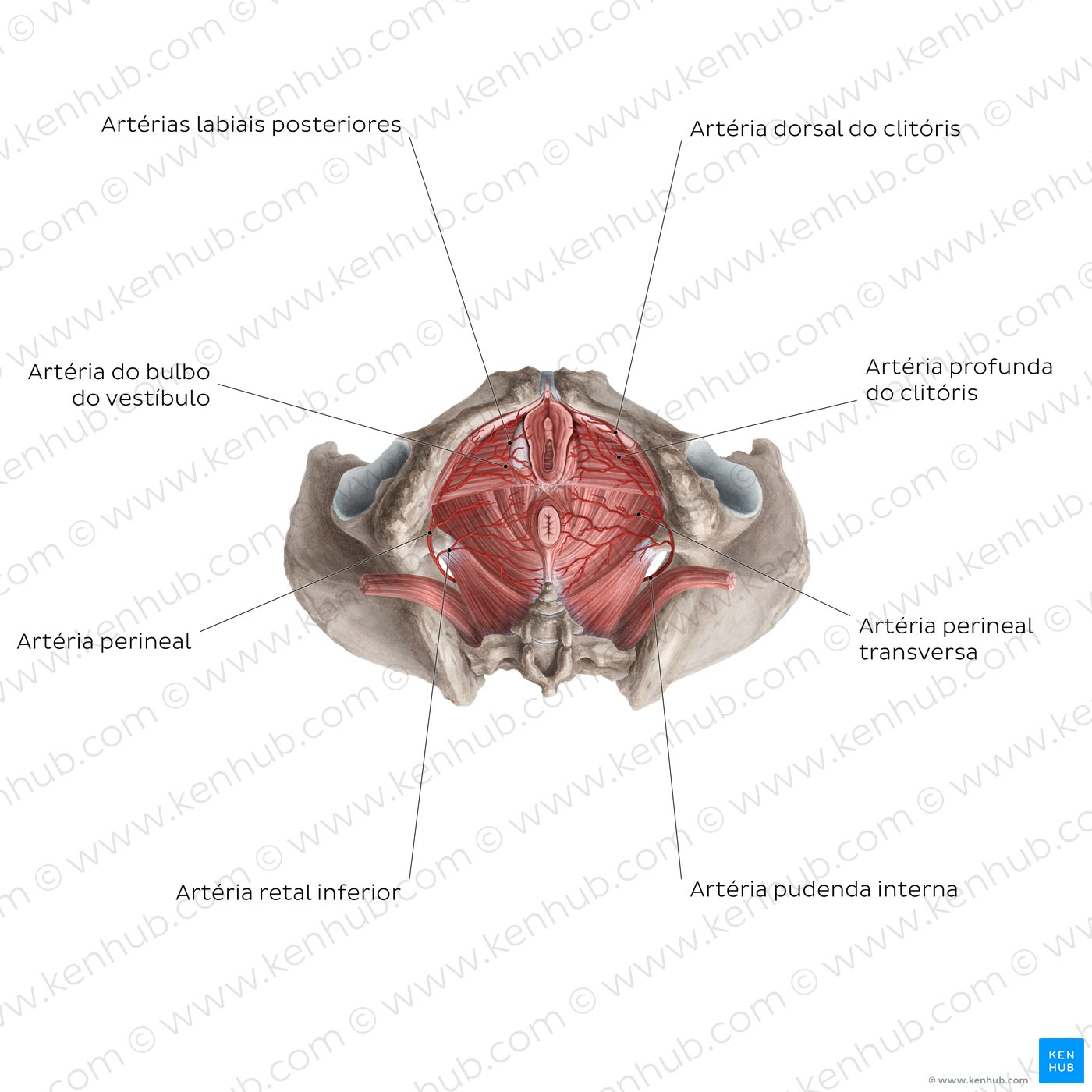 Arteries of the clitoris