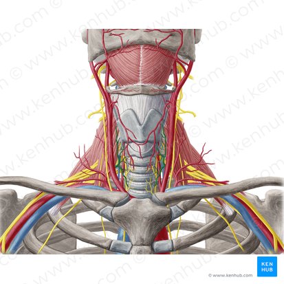 Artéria tireóidea inferior (Arteria thyroidea inferior); Imagem: Yousun Koh