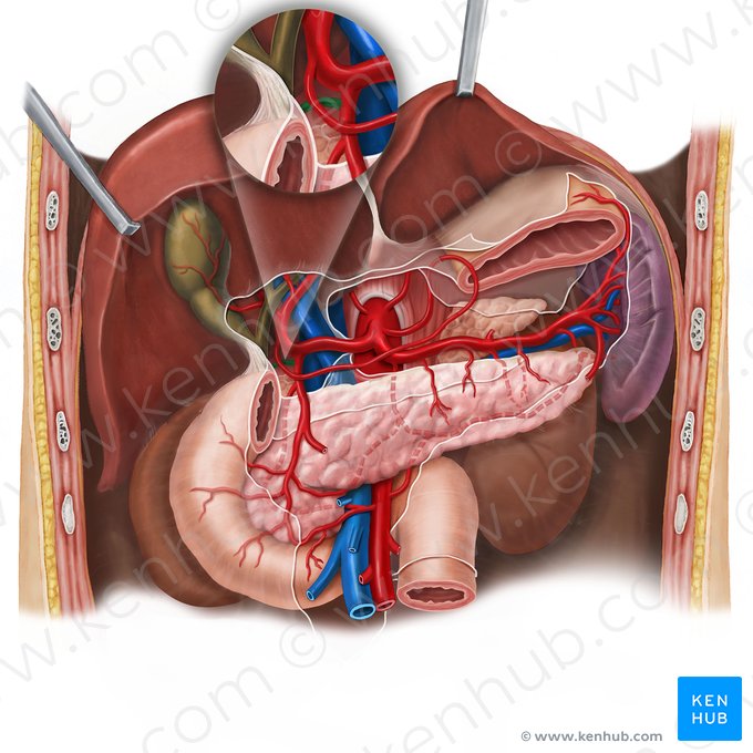 Arteria supraduodenal (Arteria supraduodenalis); Imagen: Esther Gollan