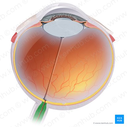 Nervus opticus (Sehnerv); Bild: Paul Kim