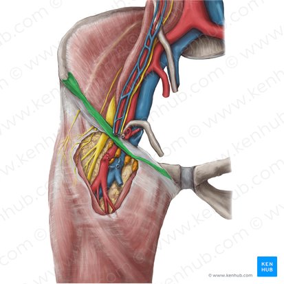 Inguinal ligament (Ligamentum inguinale); Image: Hannah Ely