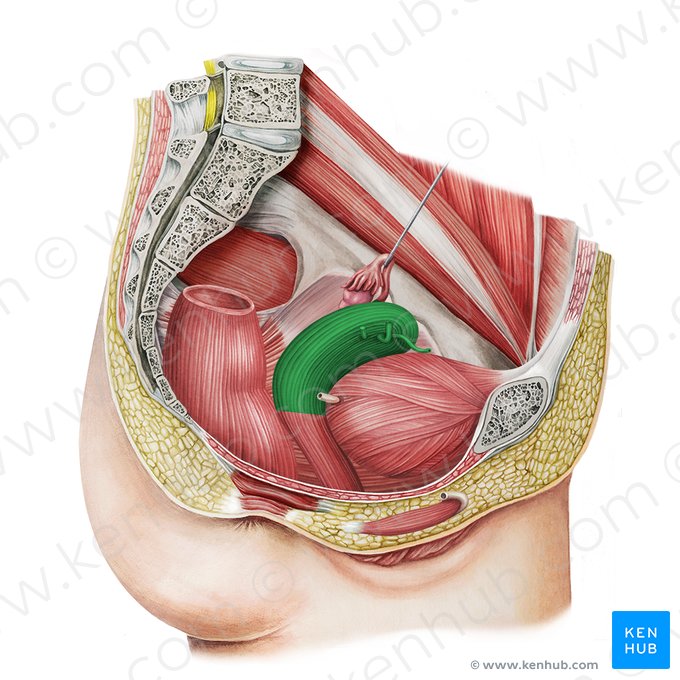 Útero (Uterus); Imagem: Irina Münstermann