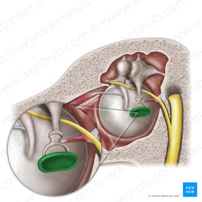 Base do estribo (Basis stapedis); Imagem: Mao Miyamoto