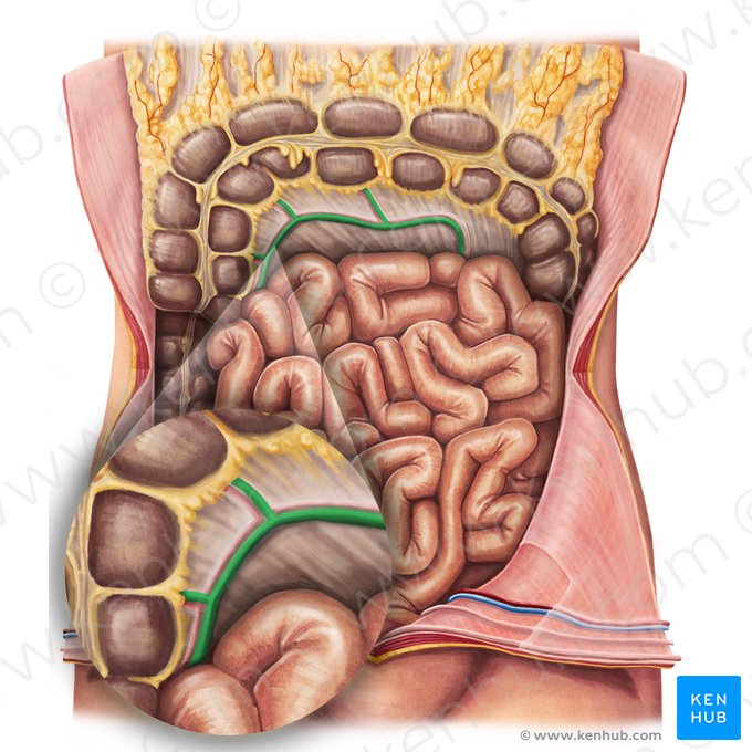 Veia cólica média (Vena colica media); Imagem: Irina Münstermann