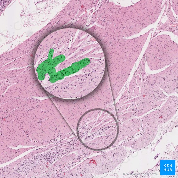 Myenteric plexus (of Auerbach) (Plexus myentericus); Image: 