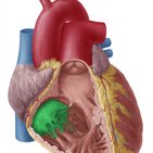 Válvulas cardíacas