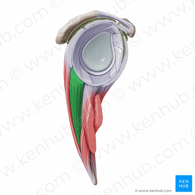 Teres minor muscle (Musculus teres minor); Image: Paul Kim