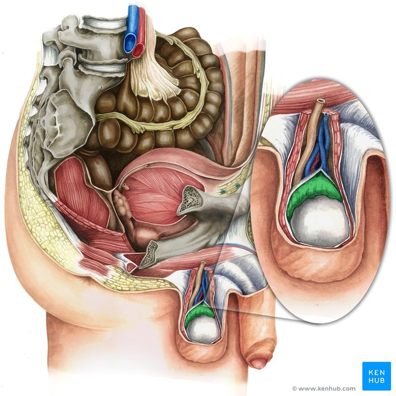 Epididymis - lateral-right view