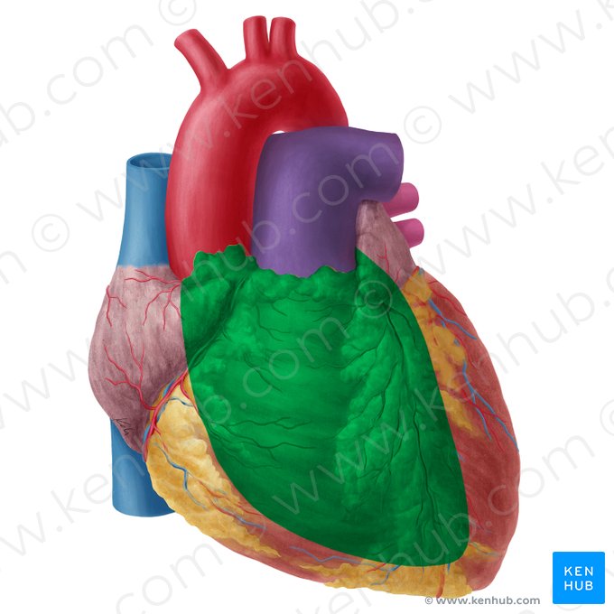Anterior surface of heart (Facies anterior cordis); Image: Yousun Koh