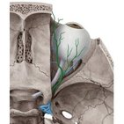 Ophthalmic veins