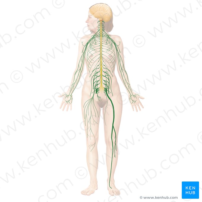 Spinal nerves (Nervi spinales); Image: Begoña Rodriguez