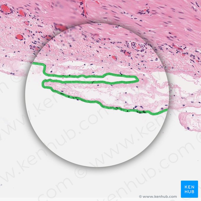 Mesotelio del peritoneo visceral (Mesothelium peritonei visceralis); Imagen: 