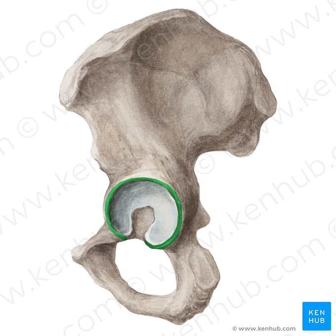 Borde del acetábulo (Margo acetabuli); Imagen: Liene Znotina