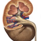 Renal cortex