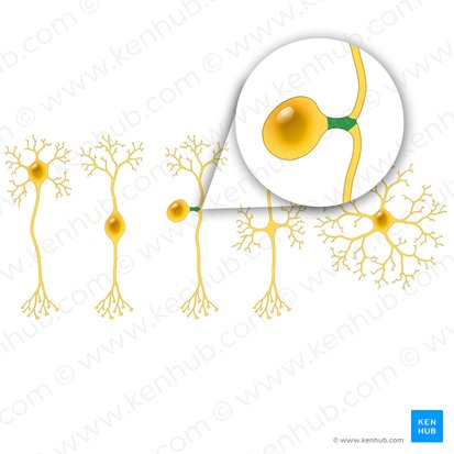 Processus neuralis neuri pseudounipolaris (Neuronaler Fortsatz des pseudounipolaren Neurons); Bild: Paul Kim