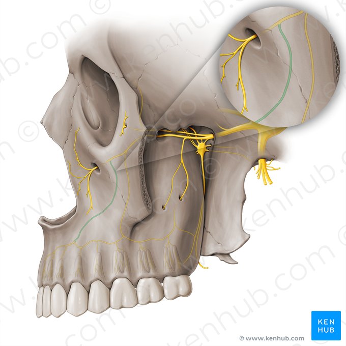 Nervus alveolaris superior anterior (Vorderer oberer Zahnfachnerv); Bild: Paul Kim