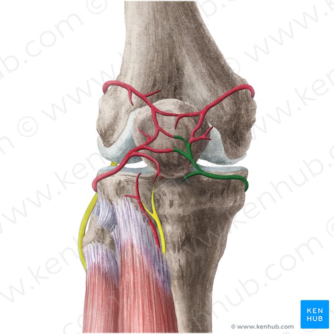 Inferior medial genicular artery (Arteria inferior medialis genus); Image: Liene Znotina