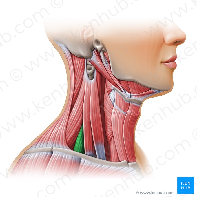 Músculo escaleno posterior (Musculus scalenus posterior); Imagem: Paul Kim