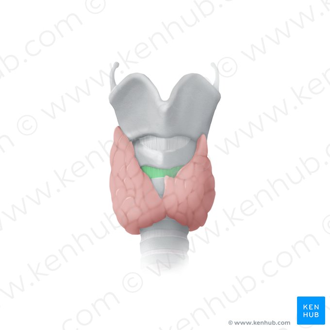 Ligamento cricotraqueal (Ligamentum cricotracheale); Imagen: Begoña Rodriguez