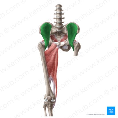 Músculo ilíaco (Musculus iliacus); Imagen: Liene Znotina