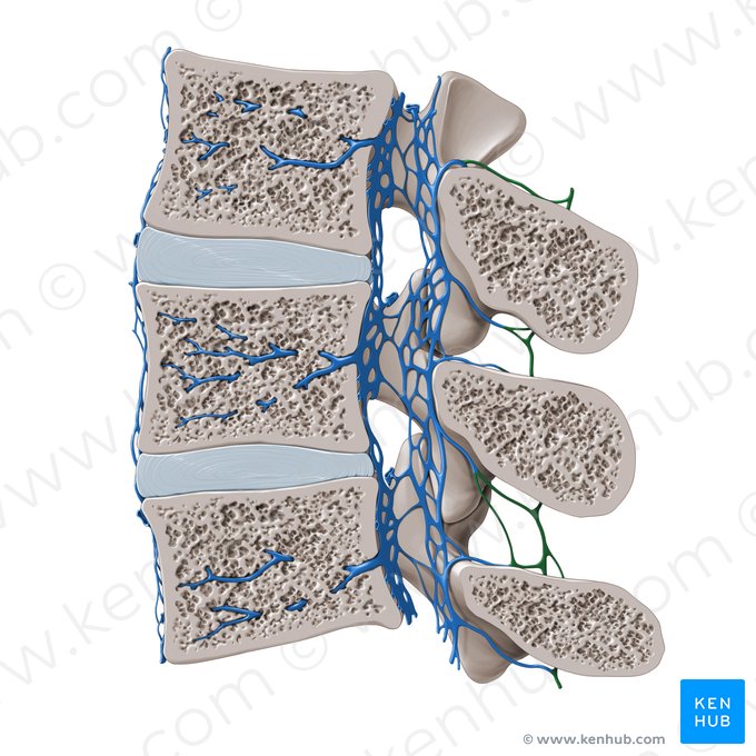 Posterior external vertebral venous plexus (Plexus venosus vertebralis externus posterior); Image: Paul Kim