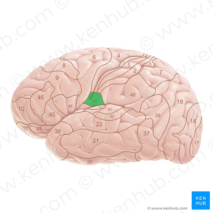 Area Brodmann 43 (Brodmann-Areal 43); Bild: Paul Kim