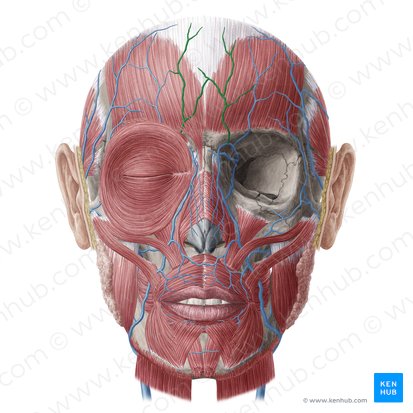 Supratrochlear vein (Vena supratrochlearis); Image: Yousun Koh