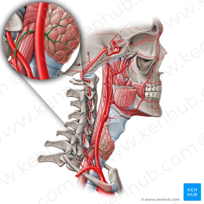 Inferior thyroid artery (Arteria thyroidea inferior); Image: Paul Kim