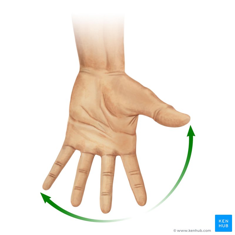 Movimento de abdução dos dedos da mão