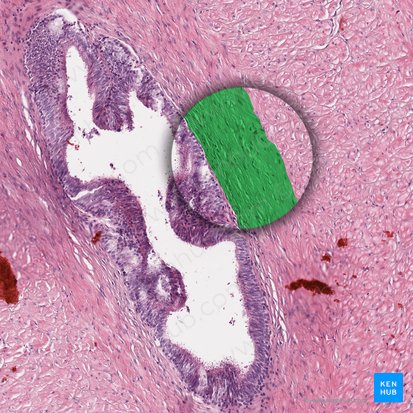 Capa longitudinal interna de la túnica muscular (Stratum internum longitudinalis tunicae muscularis); Imagen: 