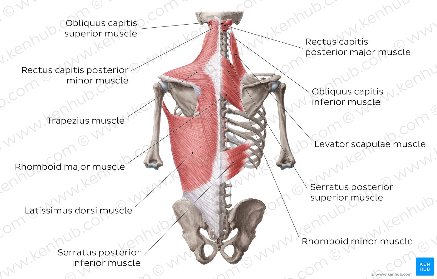 Back muscles Anatomy and functions Kenhub