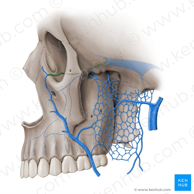 Inferior ophthalmic vein (Vena ophthalmica inferior); Image: Paul Kim