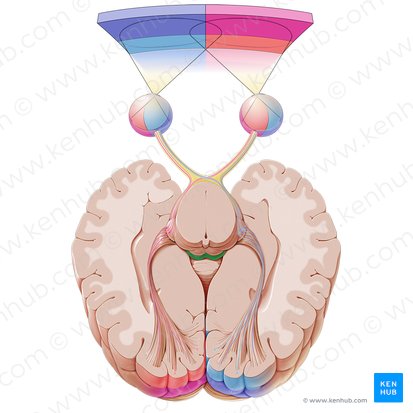 Colliculus inferior (Unterer Hügel); Bild: Paul Kim