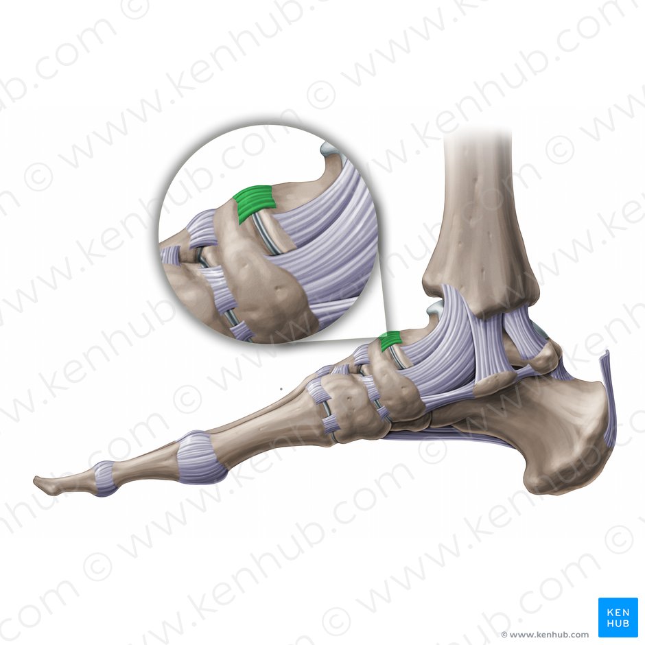 Talocalcaneonavicular joint: Bones, ligaments, movements | Kenhub