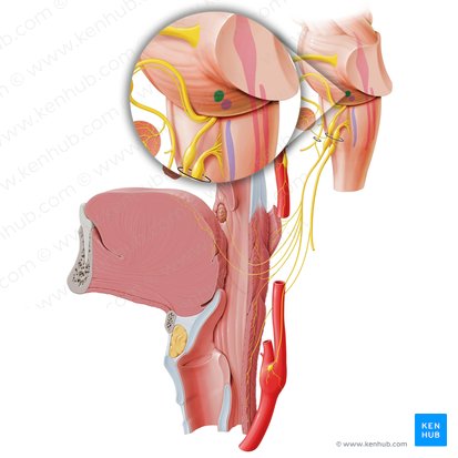 Nucleus salivatorius superior (Oberer Speichelkern); Bild: Paul Kim