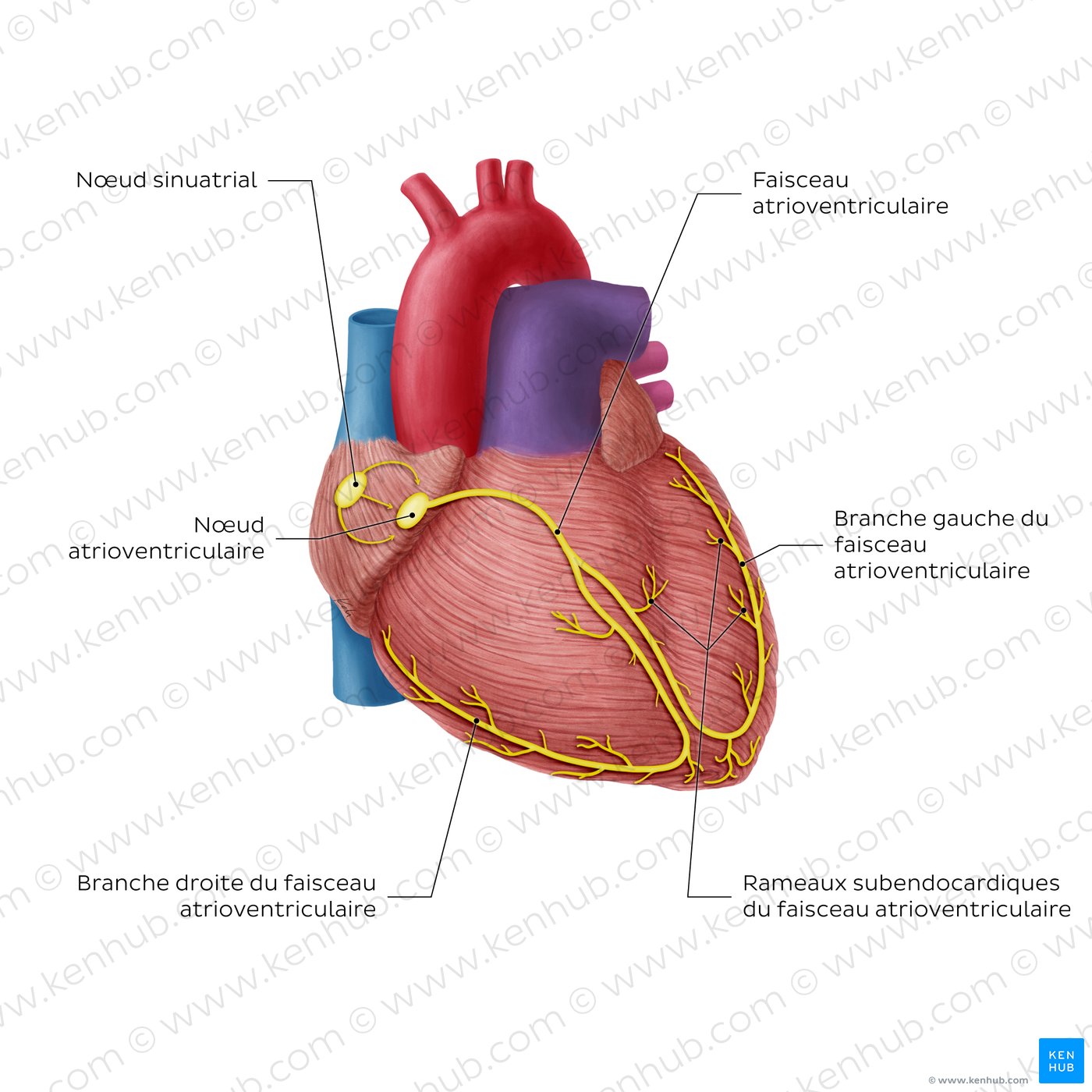 Conduction system of the heart