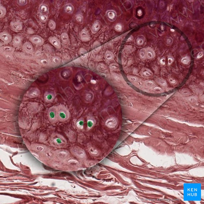 Núcleo de condrócito (Nucleus chondrocyti); Imagem: 