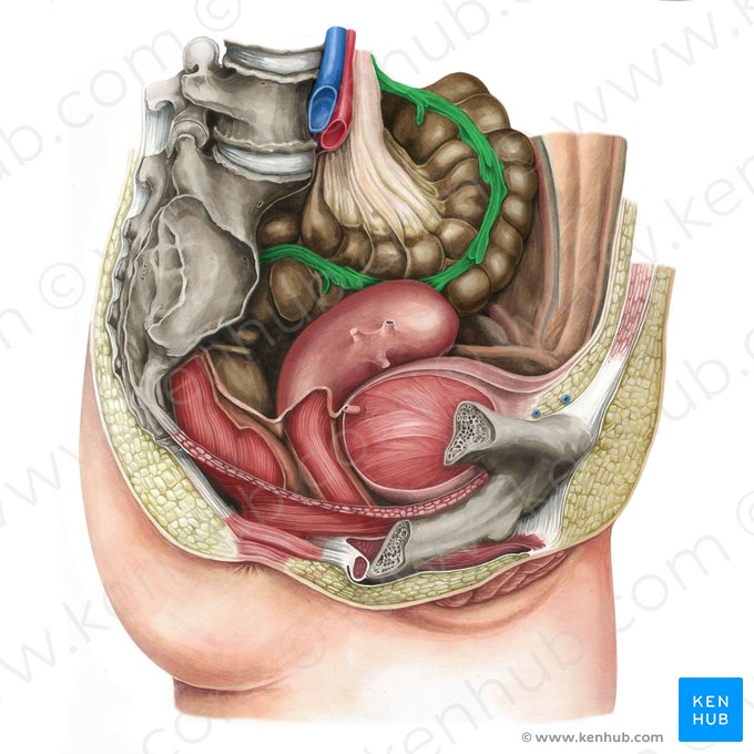 Tênias do cólon (Taeniae coli); Imagem: Irina Münstermann