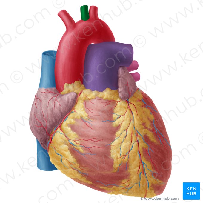 Left common carotid artery (Arteria carotis communis sinistra); Image: Yousun Koh
